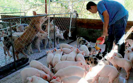 Ganadería bovina: primer rubro en las exportaciones de Nicaragua